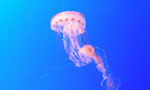 jellyfish Tales